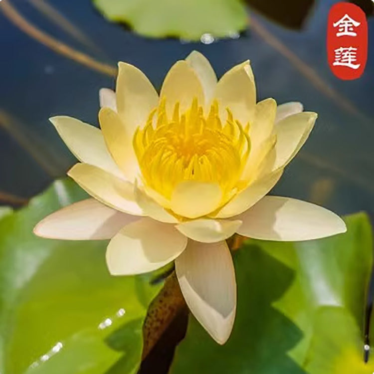 Bowl Lotus Seeds For Potted Plants