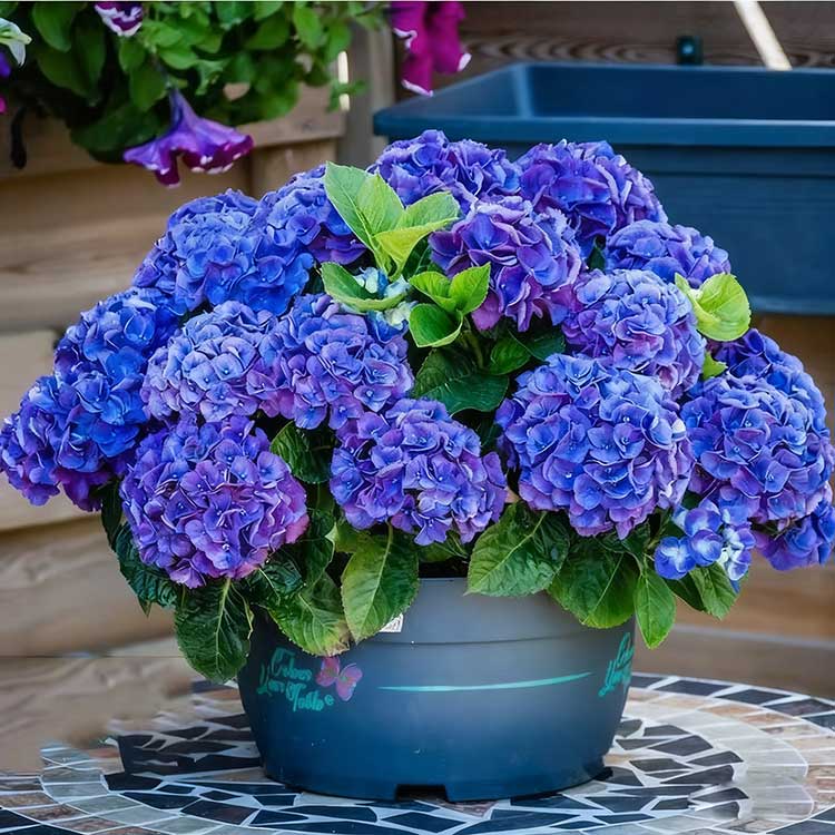 Hydrangea Seeds