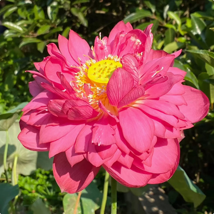 Bowl Lotus Seeds For Potted Plants