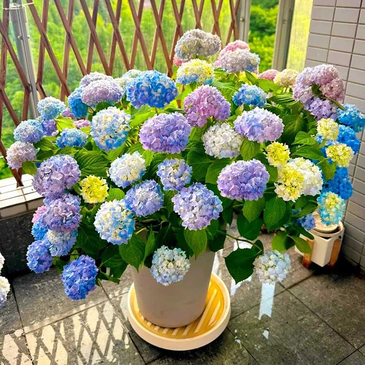 Hydrangea Seeds
