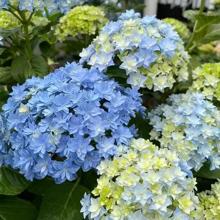 Hydrangea Seeds