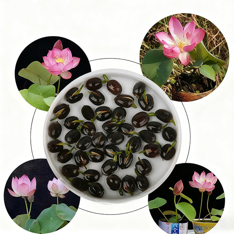 Bowl Lotus Seeds For Potted Plants