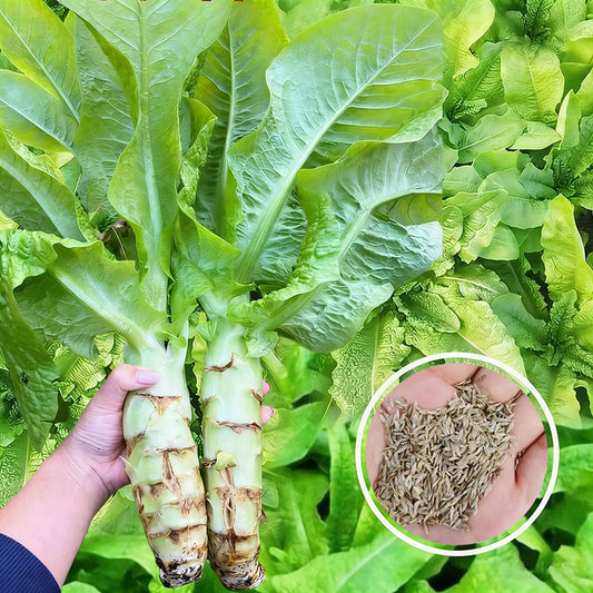 Asparagus lettuce Seeds | 1500pcs Per Bag