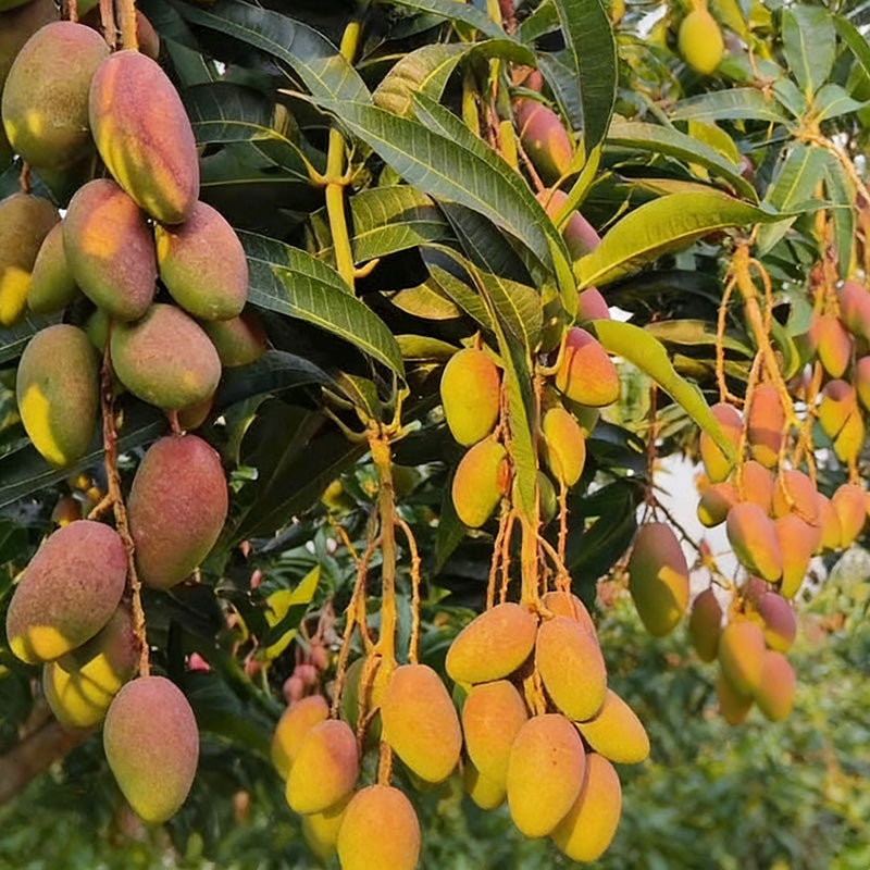 Mango Seeds | 5pcs Per Bag