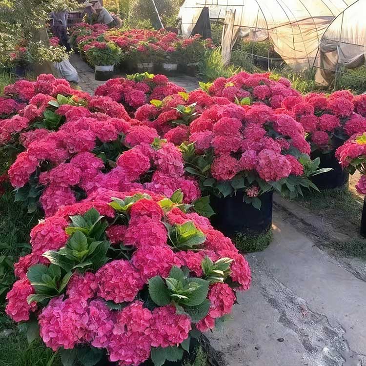 Hydrangea Seeds