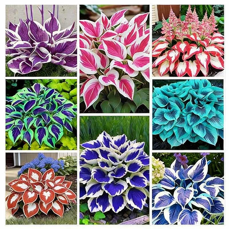 Colored hosta seeds | 1000 Pcs per Pack