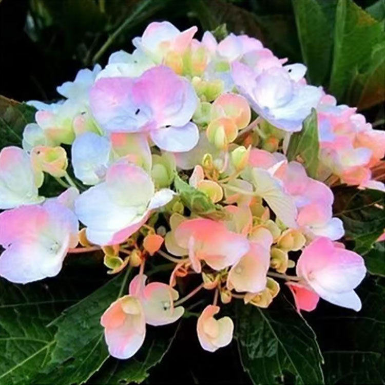 Hydrangea Seeds
