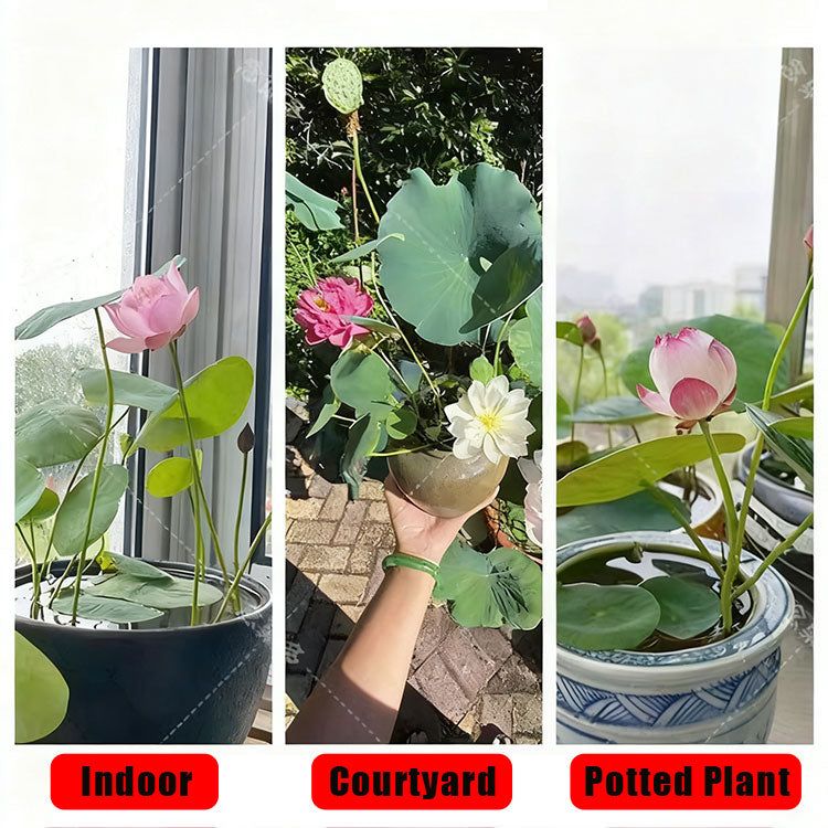 Bowl Lotus Seeds For Potted Plants