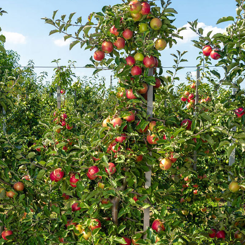 Apple Seeds | 20pcs Per Bag