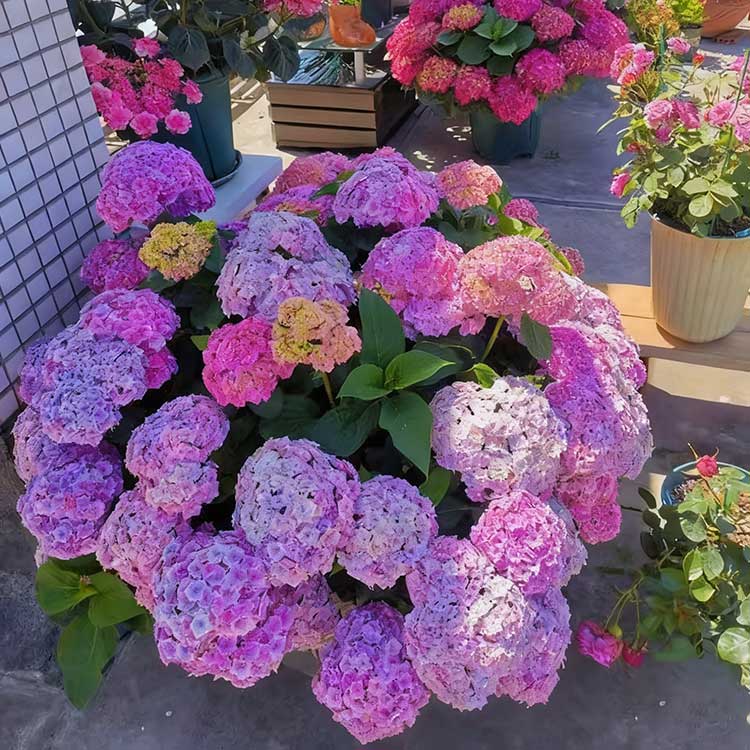 Hydrangea Seeds
