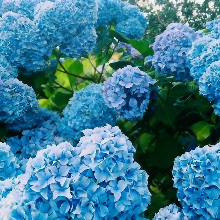 Hydrangea Seeds