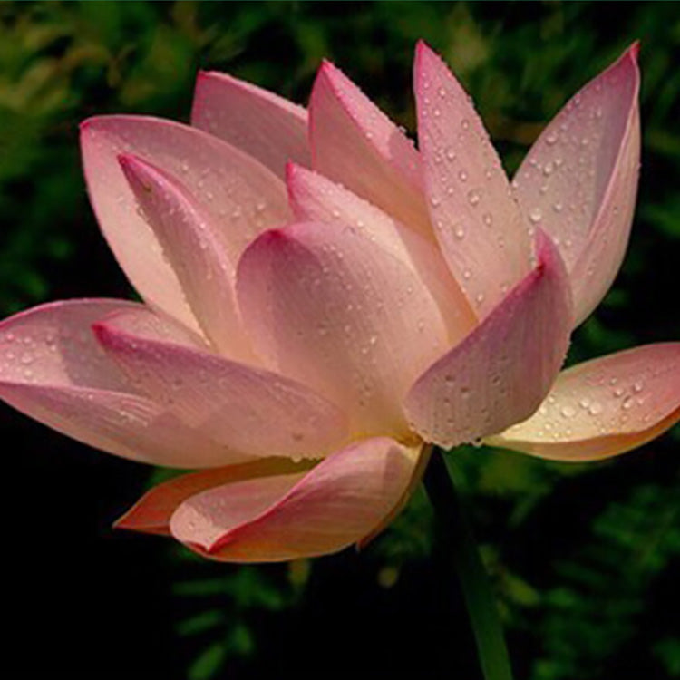 Bowl Lotus Seeds For Potted Plants