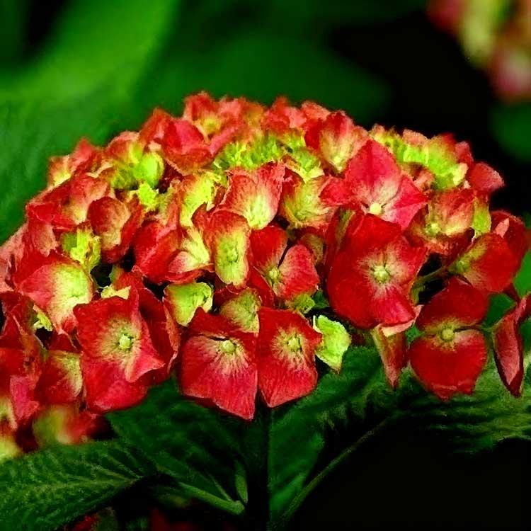 Hydrangea Seeds
