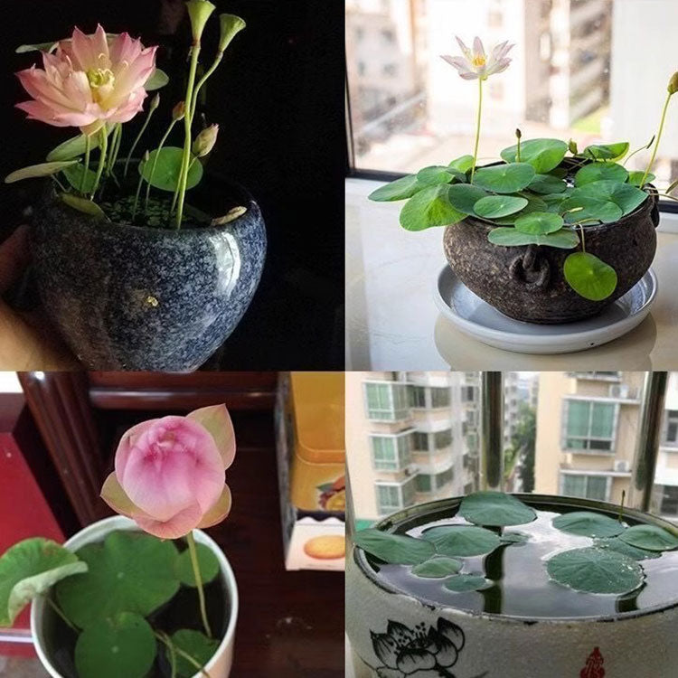 Bowl Lotus Seeds For Potted Plants