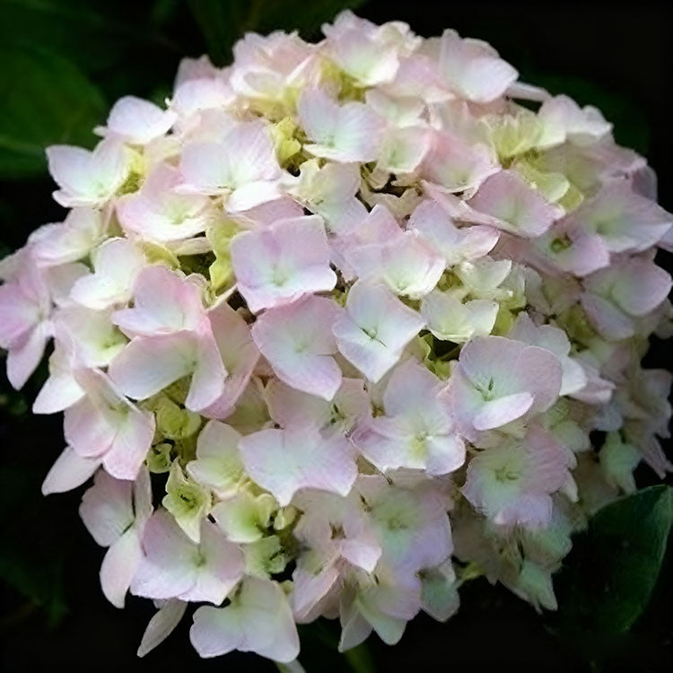 Hydrangea Seeds