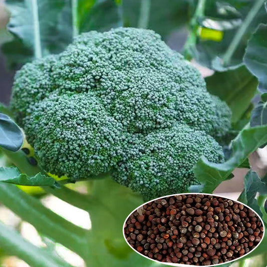 Broccoli Seeds | 300pcs Per Bag
