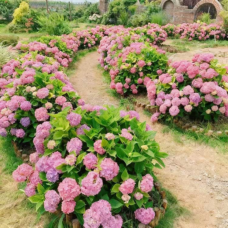 Hydrangea Seeds