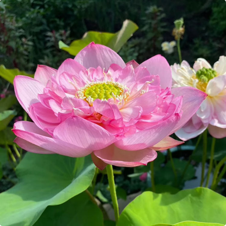 Bowl Lotus Seeds For Potted Plants