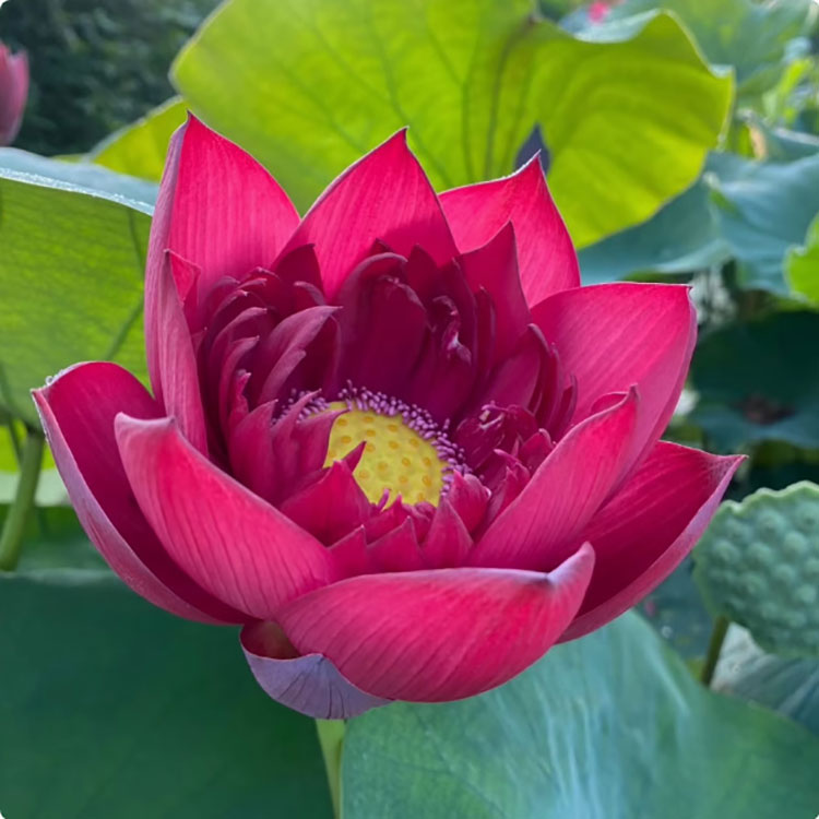 Bowl Lotus Seeds For Potted Plants