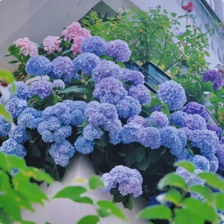 Hydrangea Seeds