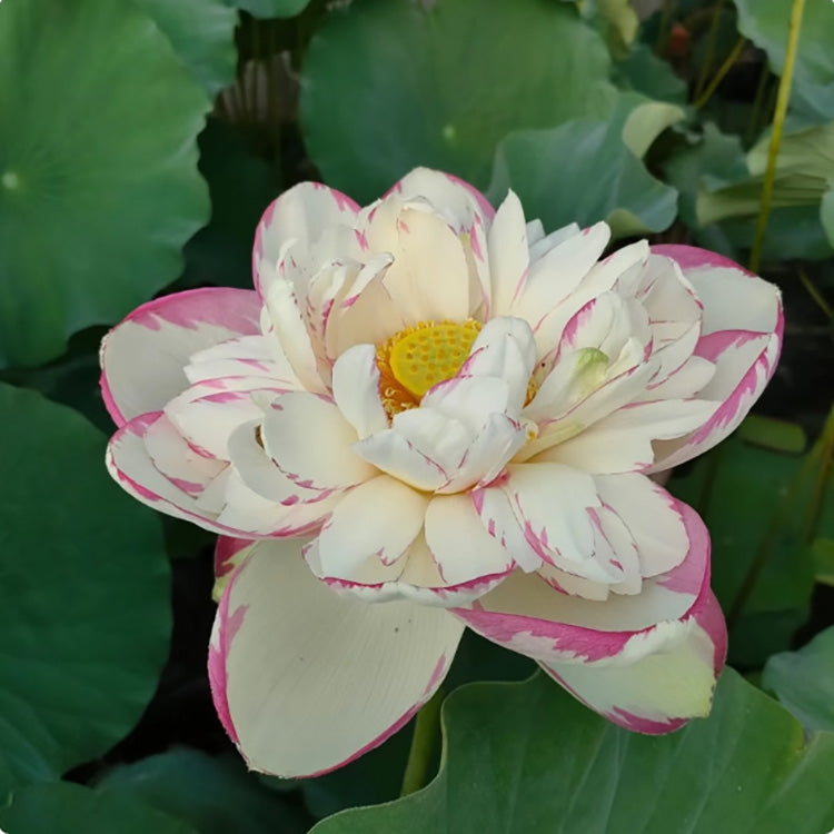Bowl Lotus Seeds For Potted Plants