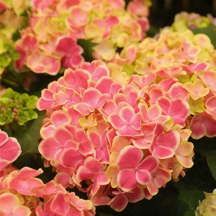 Hydrangea Seeds