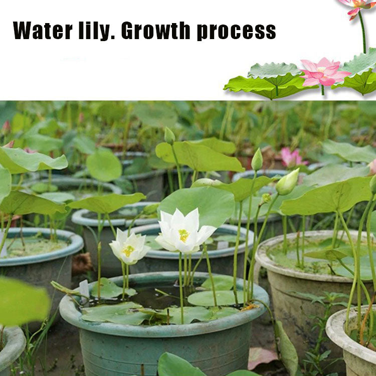 Bowl Lotus Seeds For Potted Plants