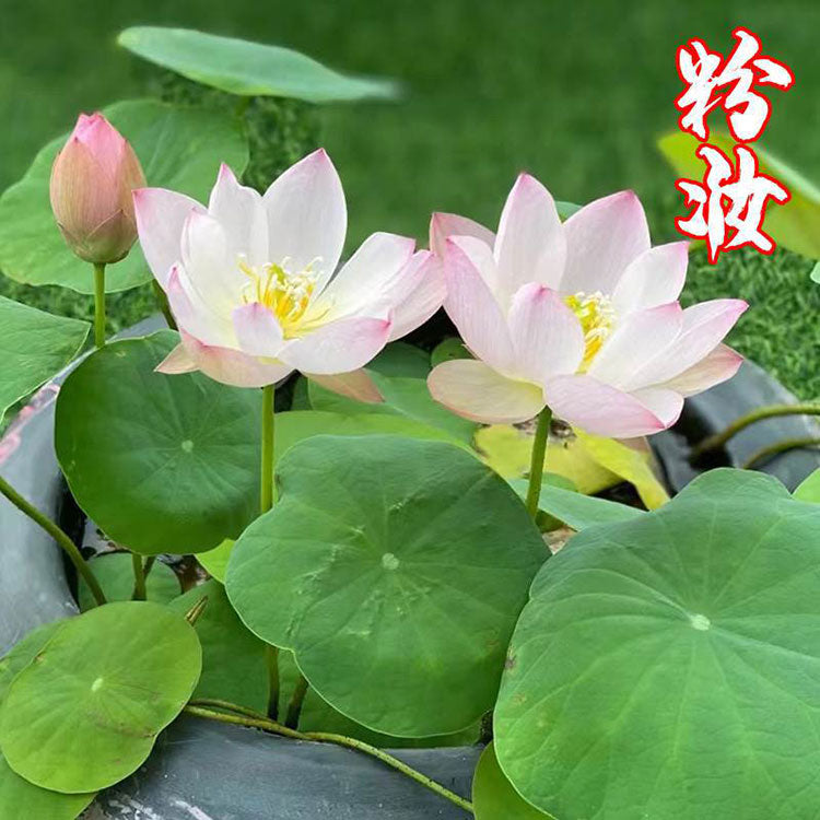 Bowl Lotus Seeds For Potted Plants