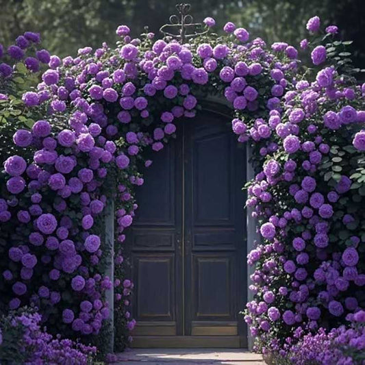 Climbing Rose Seed | 500 Pcs per Pack