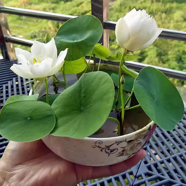 Bowl Lotus Seeds For Potted Plants