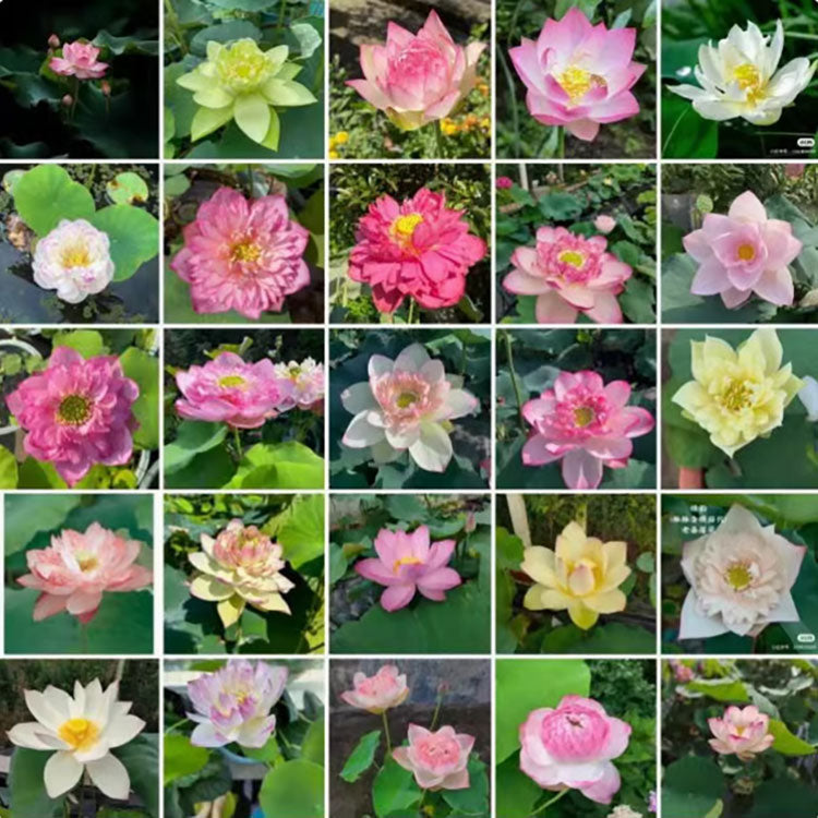 Bowl Lotus Seeds For Potted Plants