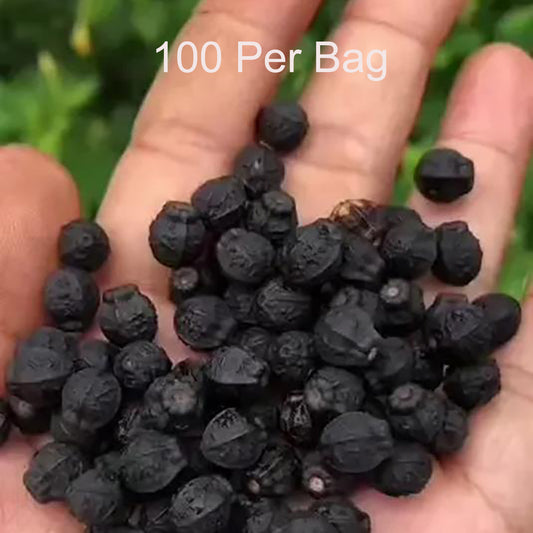 Jasmine flower seeds