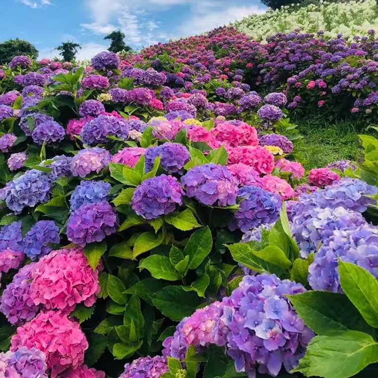 Hydrangea Seeds | 100 Pcs per Pack