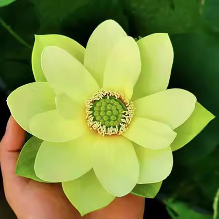 Bowl Lotus Seeds For Potted Plants