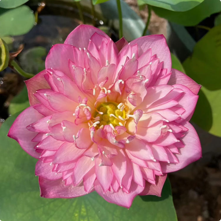 Bowl Lotus Seeds For Potted Plants