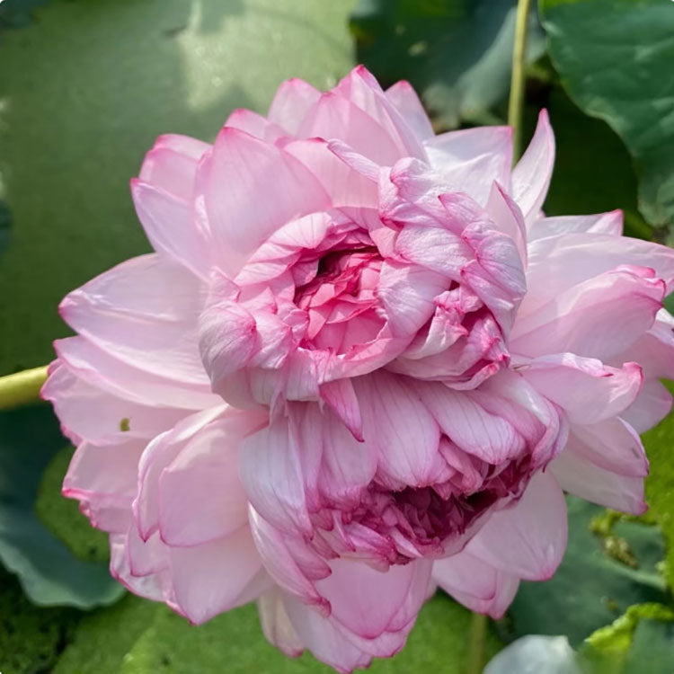 Bowl Lotus Seeds For Potted Plants