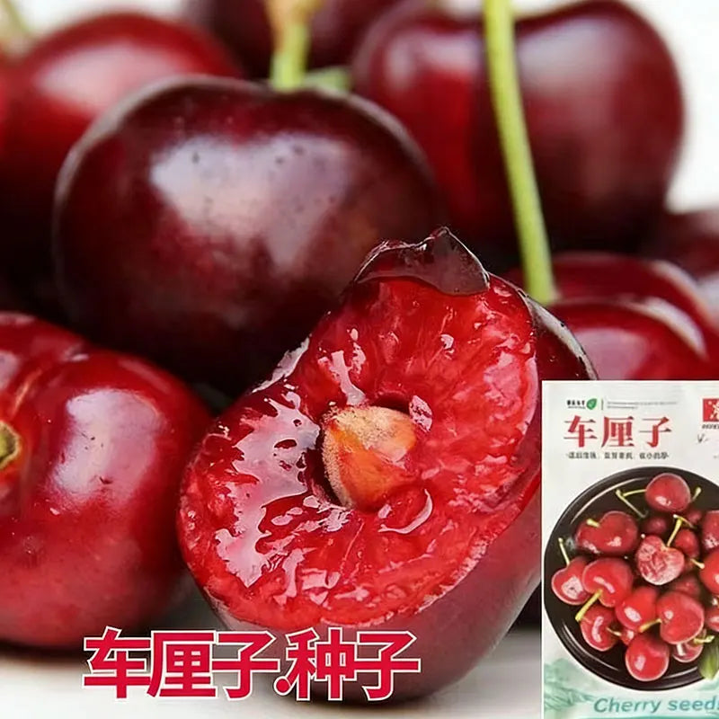 Blueberry Seeds | 20-100pcs Per Bag