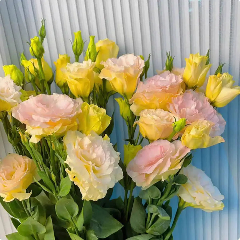 Eustoma grandiflorum Seeds | 1000pcs Per Bag