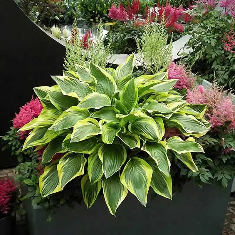 Hosta Seeds | 1000pcs Per Bag