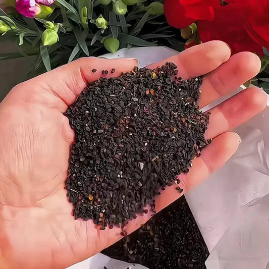 Carnation Seeds | 528pcs Per Bag