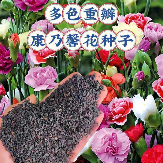 Carnation Seeds | 200pcs Per Bag