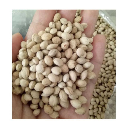 Cherries Seeds | 200pcs Per Bag