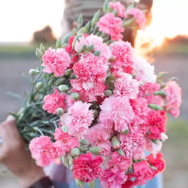 Carnation Seeds | 300pcs Per Bag