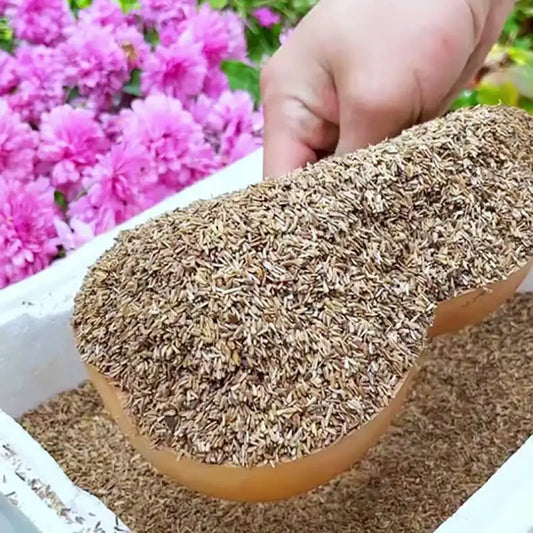 Candy Chrysanthemum Seeds | 500pcs Per Bag