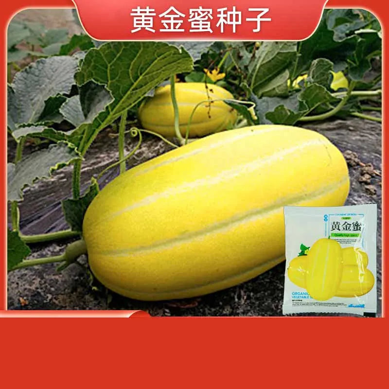 Vegetable Seeds | 10 Grams Per Bag