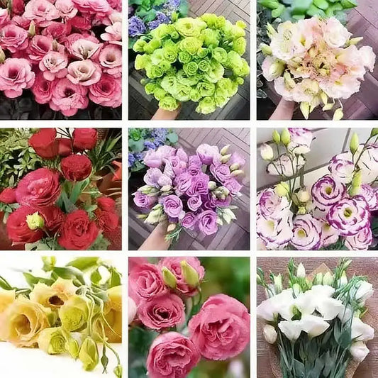 Eustoma grandiflorum Seeds | 1000pcs Per Bag