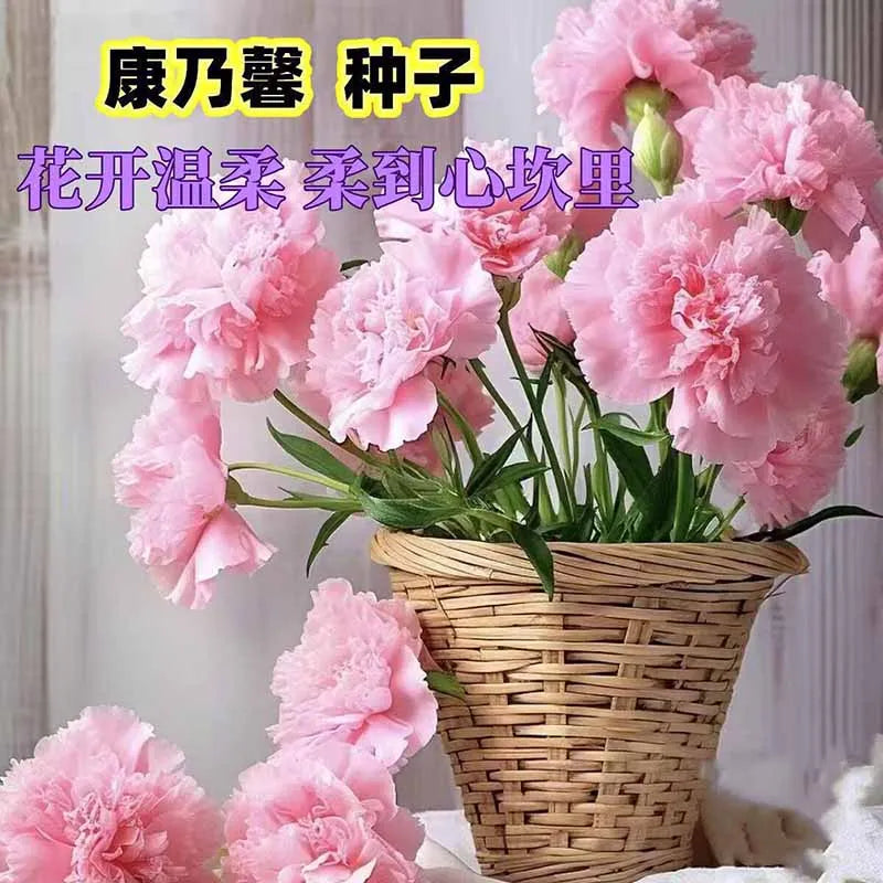 Carnation Seeds | 528pcs Per Bag