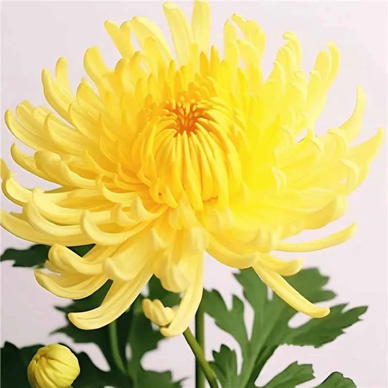 Chrysanthemum Seeds | 500pcs Per Bag