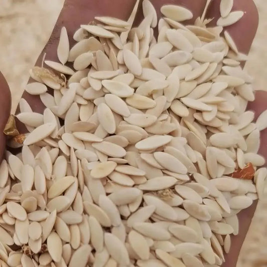 Cucumber Fruits Seeds | 10 Grams Per Bag