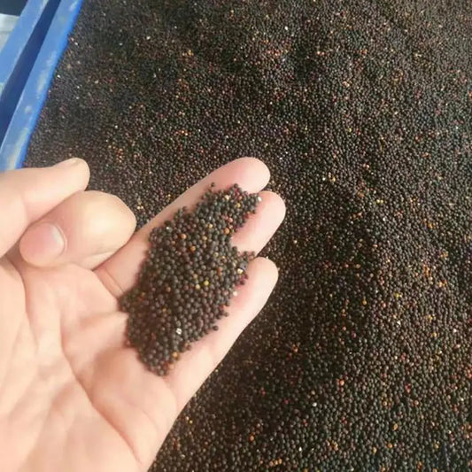 Babysbreath Seeds | 500pcs Per Bag